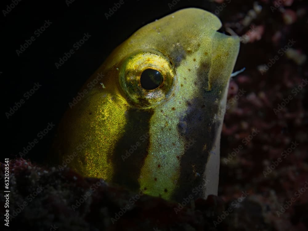 Shorthead Fangblenny, Kurzkopf-Säbelzahnschleimfisch (Petroscirtes breviceps)