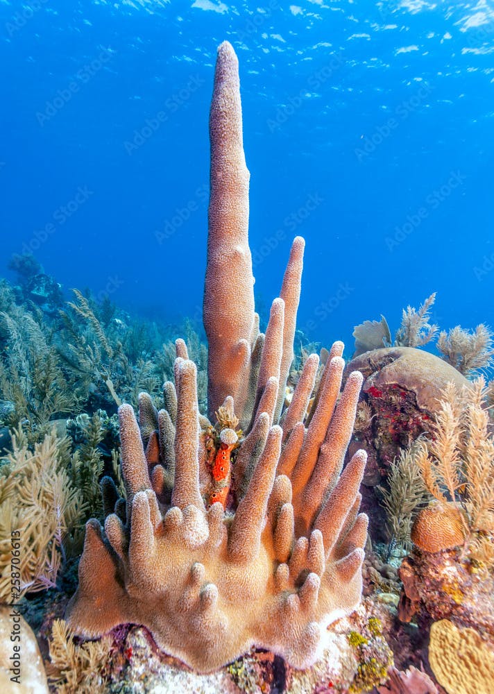 Pillar coral ,Dendrogyra cylindrus,a hard coral,order Scleractinia