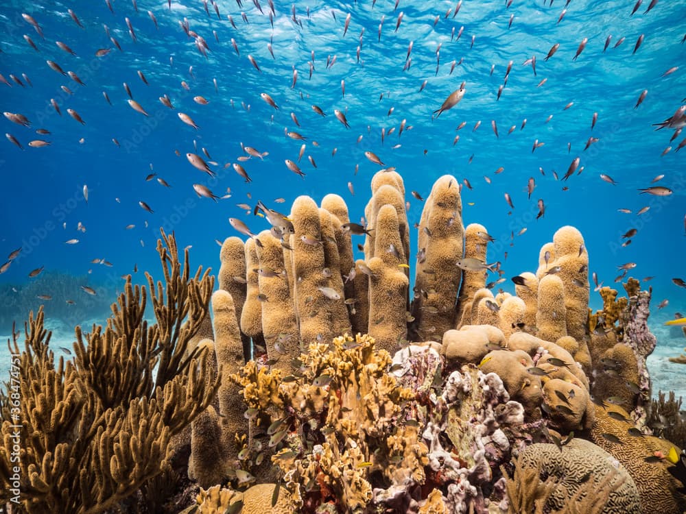 Seascape in shallow water of coral reef in Caribbean Sea / Curacao with fish, Pillar Coral and sponge