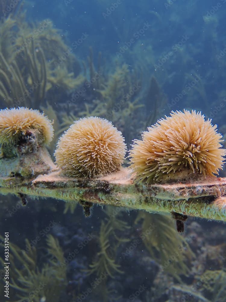 coral reef in the ocean