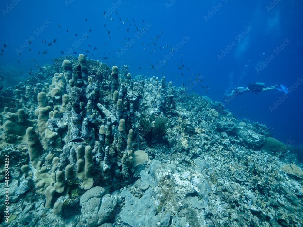 stand of semi healthy pillar coral with scuba divers passing