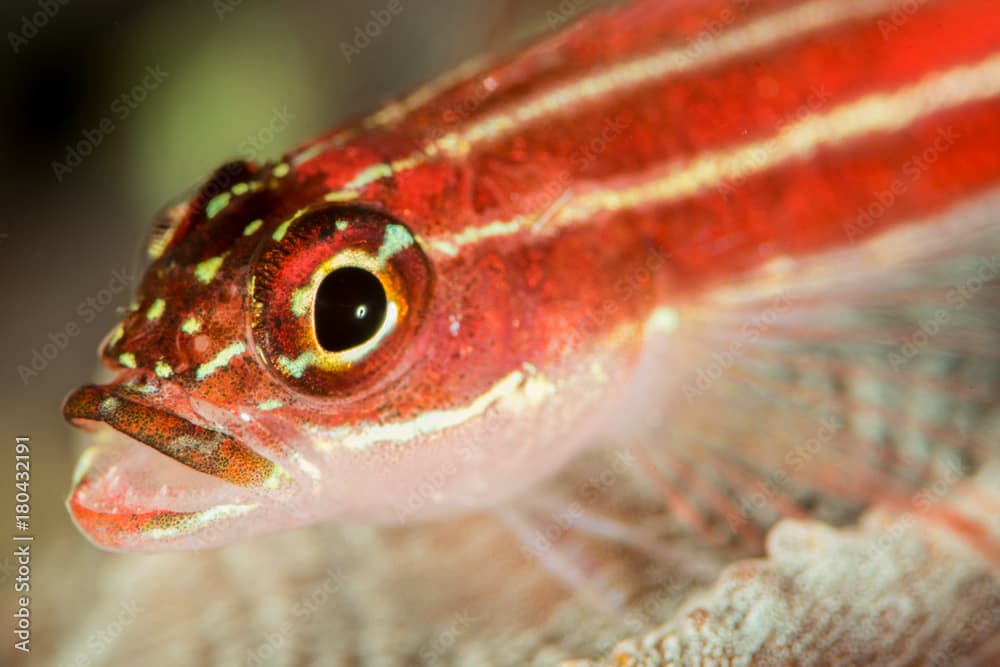 striped triplefin on a reef