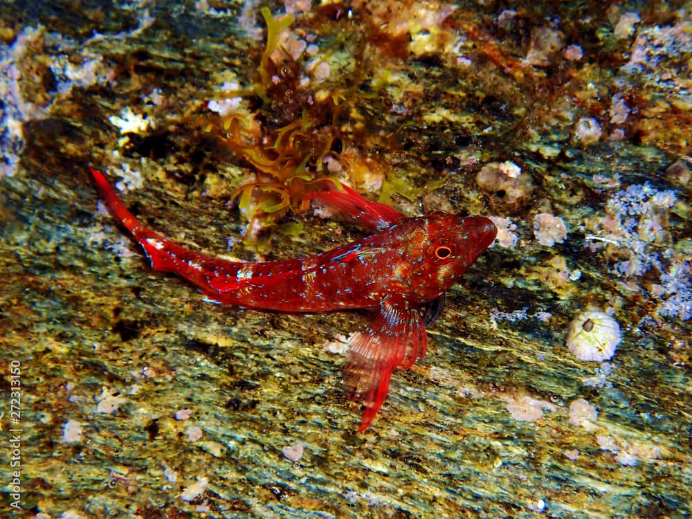 Red-black triplefin - (Tripterygion tripteronotum)