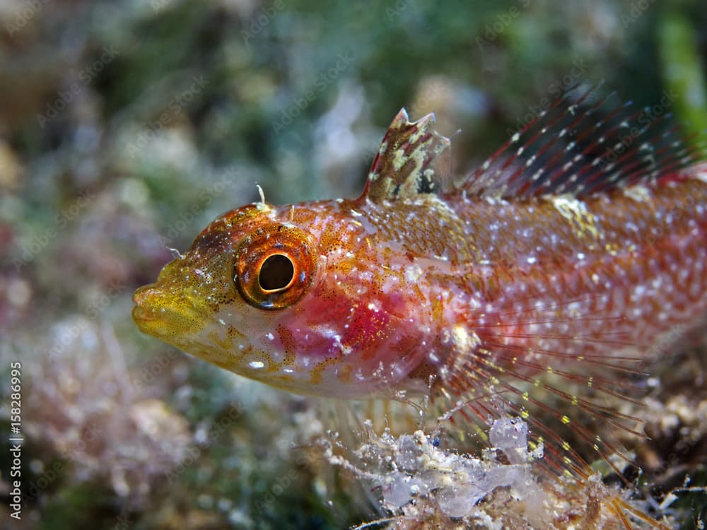 Yellow triplefin, Gelber Dreiflossen-Schleimfisch (Tripterygion delaisi)