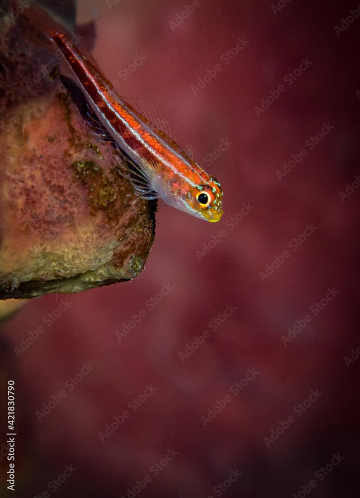 Striped triplefin blenny (Helcogramma striata)  sits on the reef in the Bunaken National Park, North Sulawesi, Indonesia