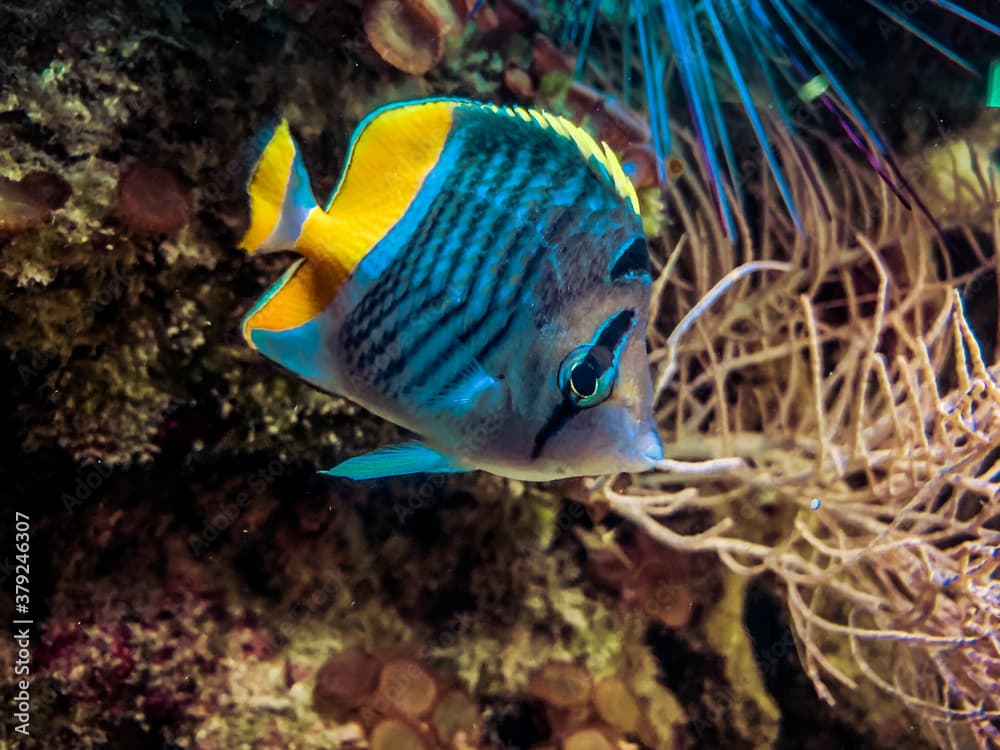 Close up of an Atoll butterflyfish, Merten's butterflyfish, Merten's coralfish in a coral reef with blue turquoise water