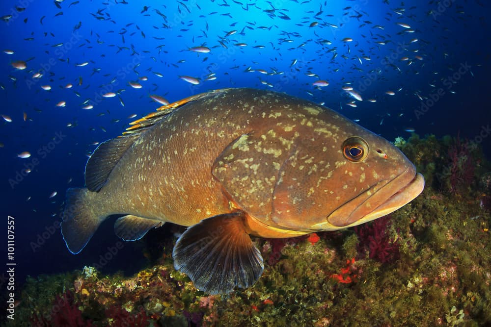 Medes Islands grouper