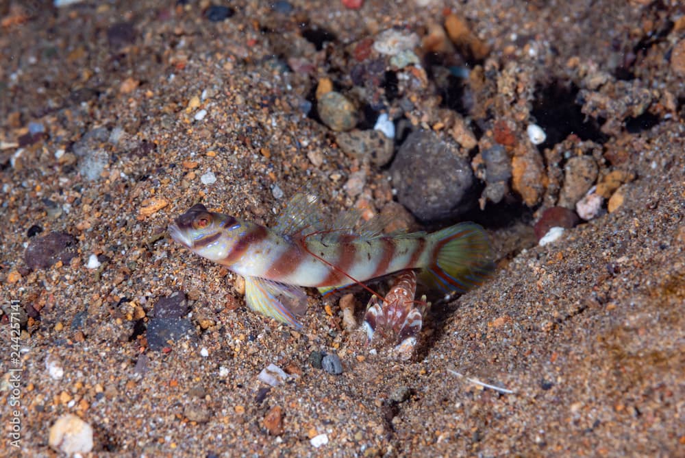 Diagonal Shrimp-Goby Amblyeleotris diagonalis