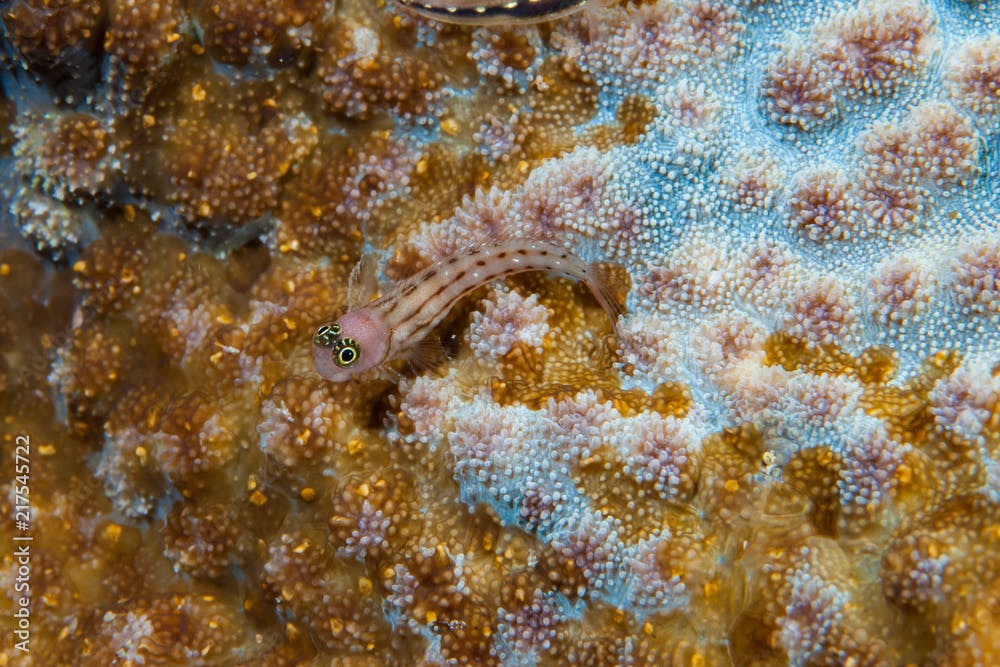 White-spotted combtooth blenny Ecsenius trilineatus