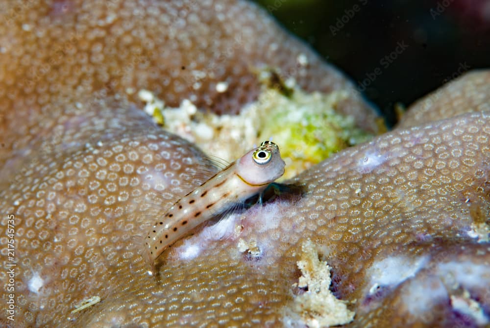 White-spotted combtooth blenny Ecsenius trilineatus