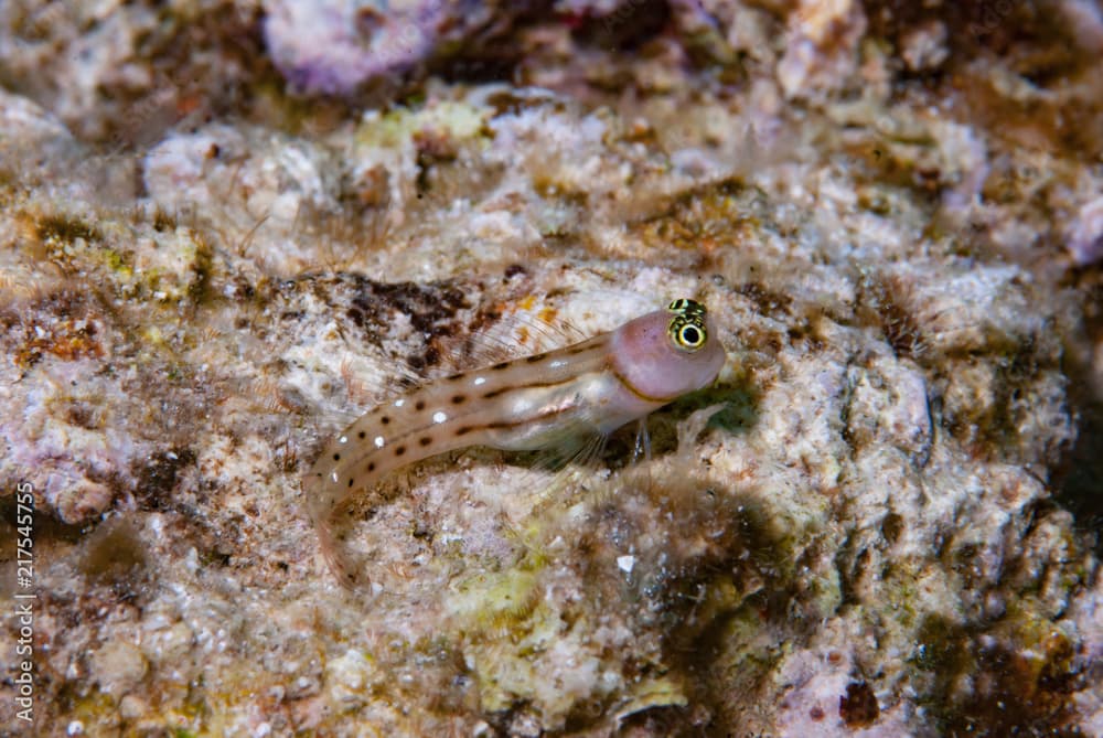 White-spotted combtooth blenny Ecsenius trilineatus