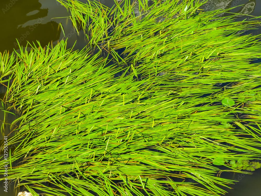 Sea Grass or Zostera marina