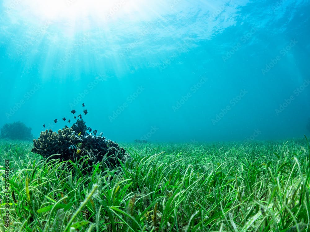 small fishes lives at coral and sea grass bed