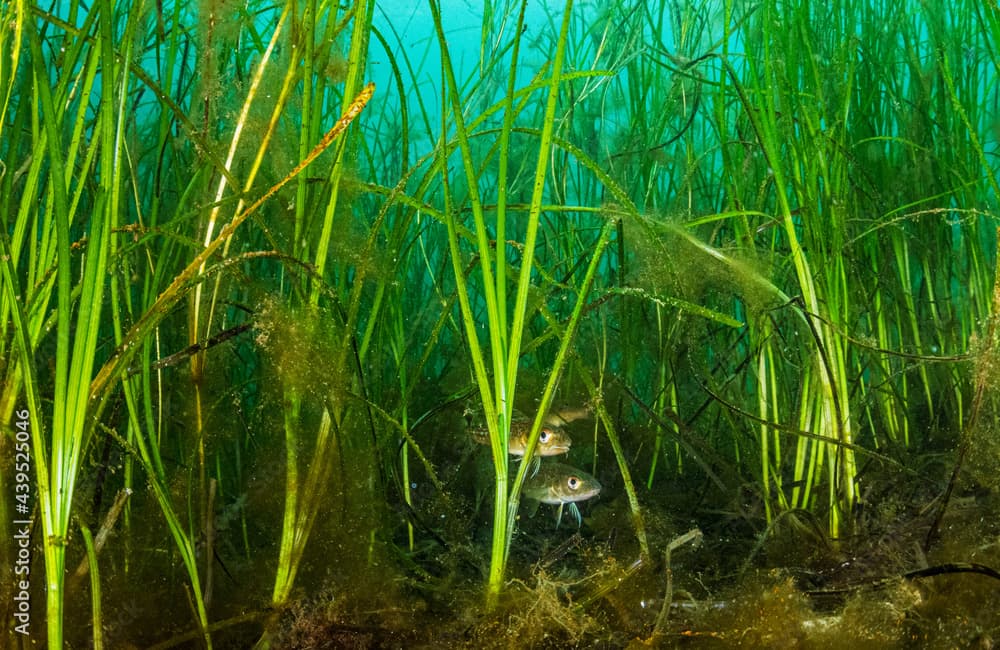 Baby Cod, Hiding