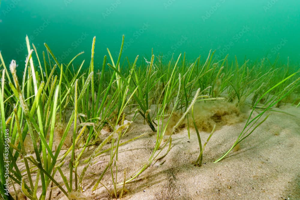 trawa morska Zostera marina