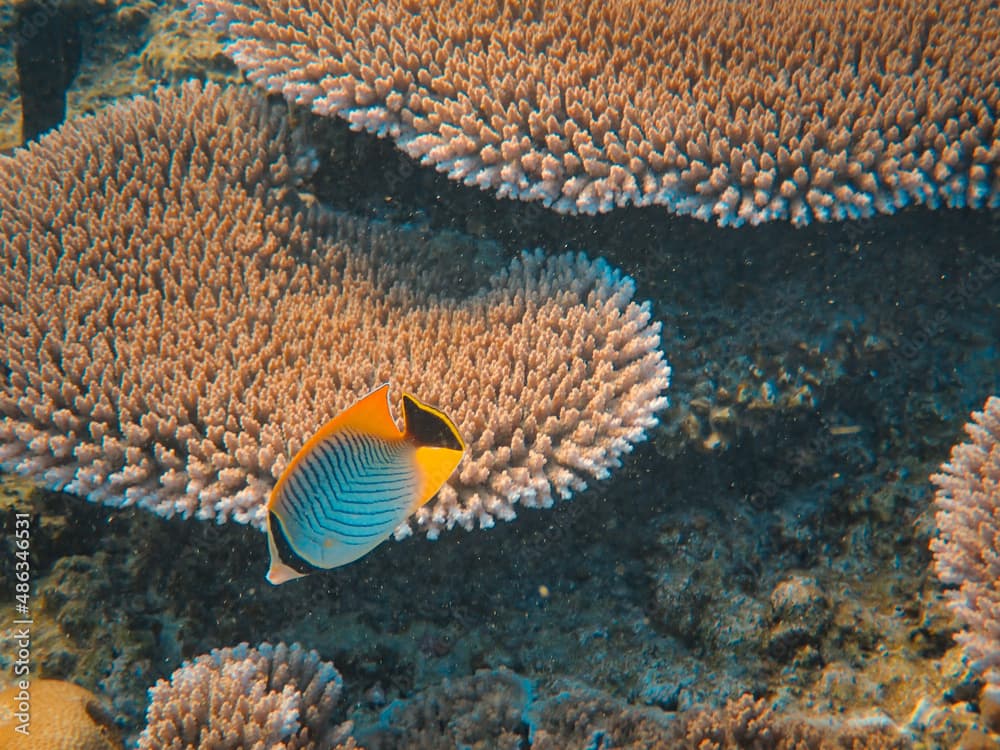 A view of a colorful Chevron butterflyfish (Chaetodon trifascialis) swimming in the corals