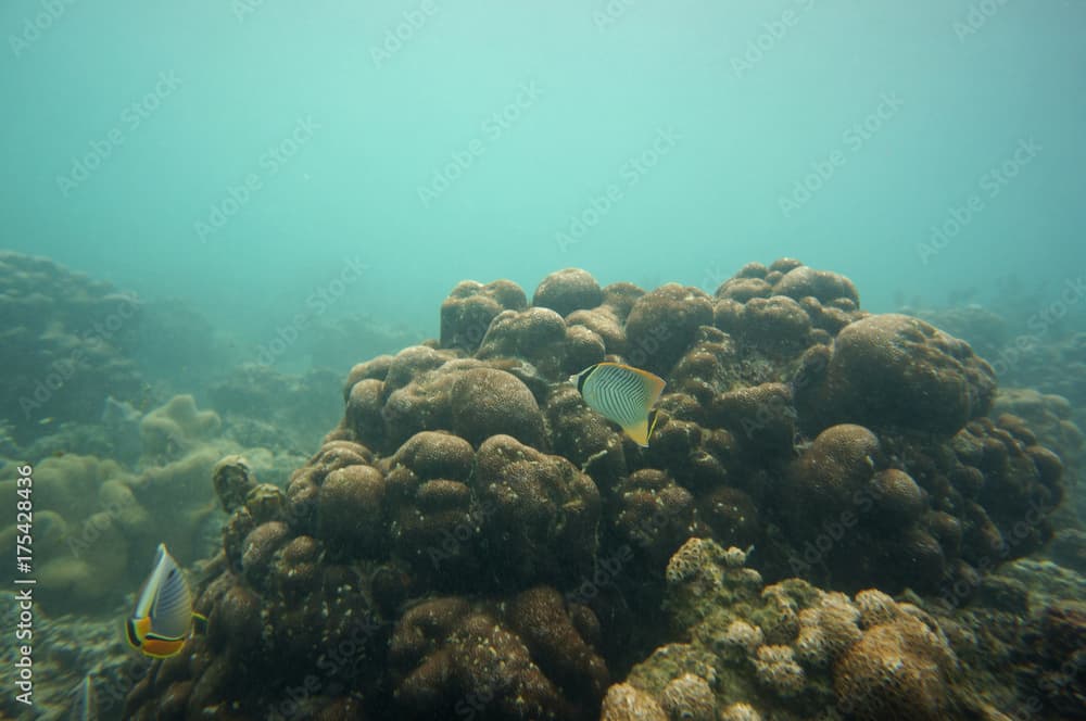 Two different butterflyfish in the reef