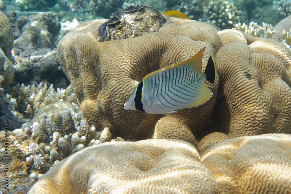 Chevroned butterflyfish (Chaetodon trifascialis) in Red Sea