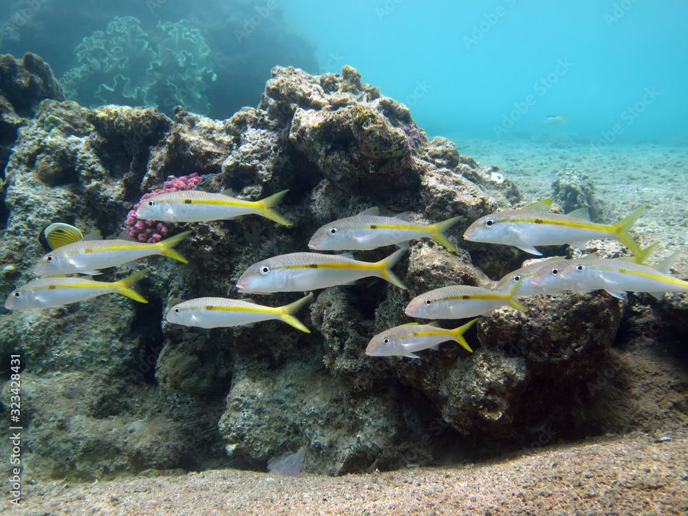 Yellowstripe goatfish (Mulloidichthys flavolineatus) Taking in Red Sea, Egypt.