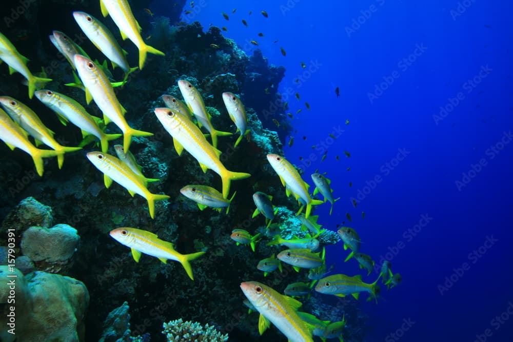 Yellowfin Goatfish (Mulloidichthys flavolineatus)