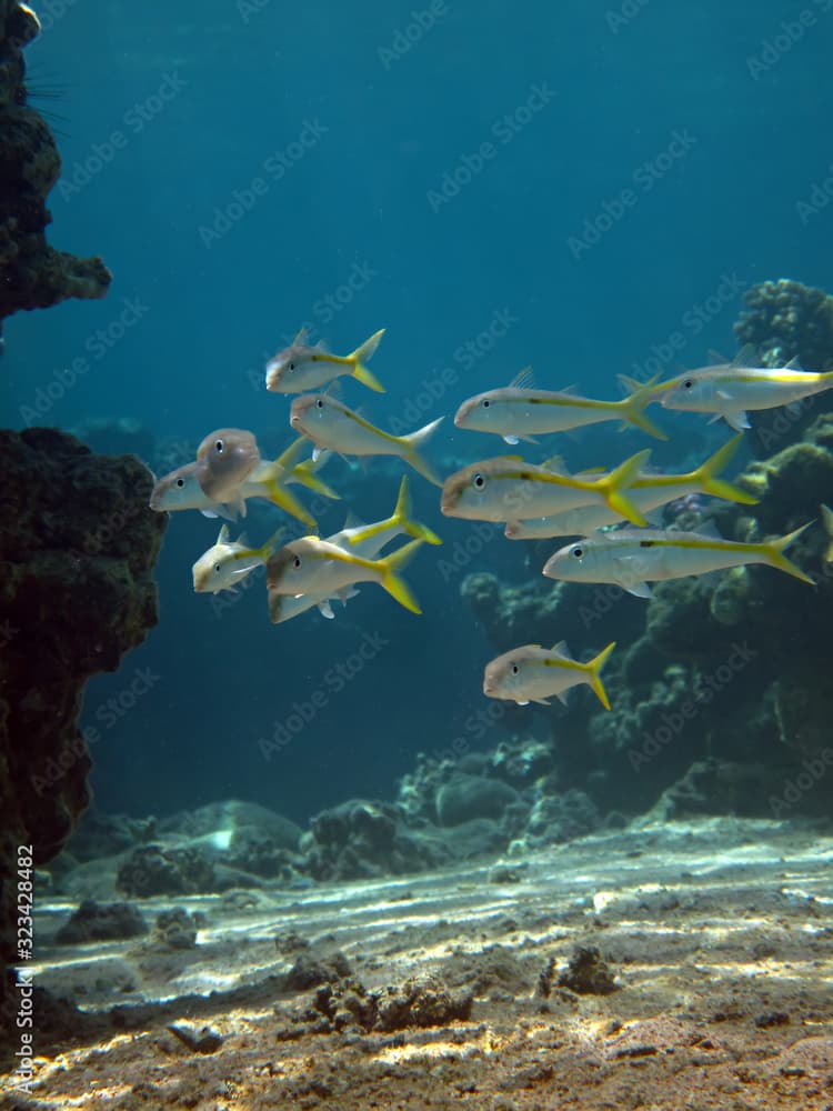 Yellowstripe goatfish (Mulloidichthys flavolineatus) Taking in Red Sea, Egypt.