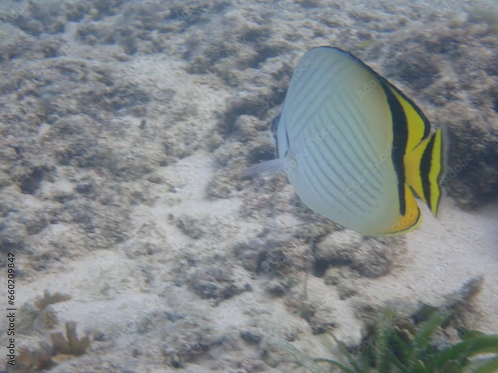 海を泳ぐフウライチョウチョウオ（Chaetodon vagabundus）