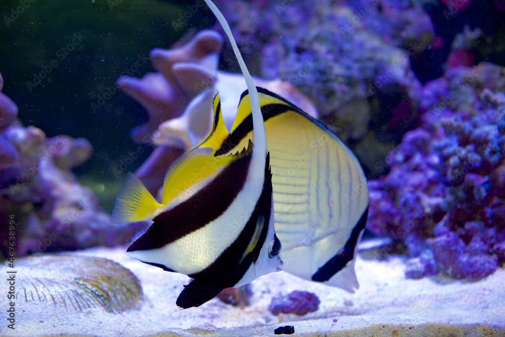 Black and White Long Tail Bannerfish, Heniochus acuminatus, with Vagabond Butterflyfish, Chaetodon vagabundus in the background