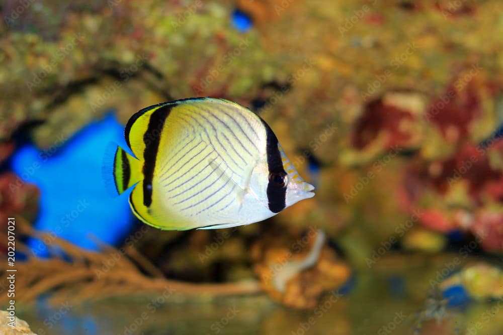 Vagabond Butterflyfish - Chaetodon vagabundus 