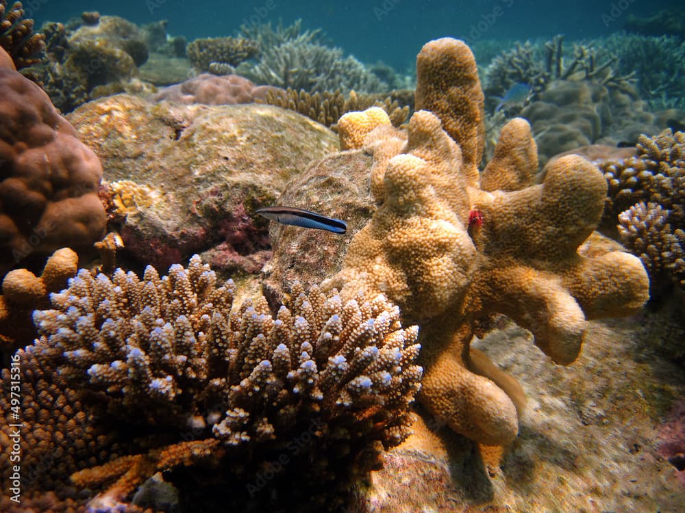 False Cleanerfish - Aspidontus Taeniatus in its natural environment