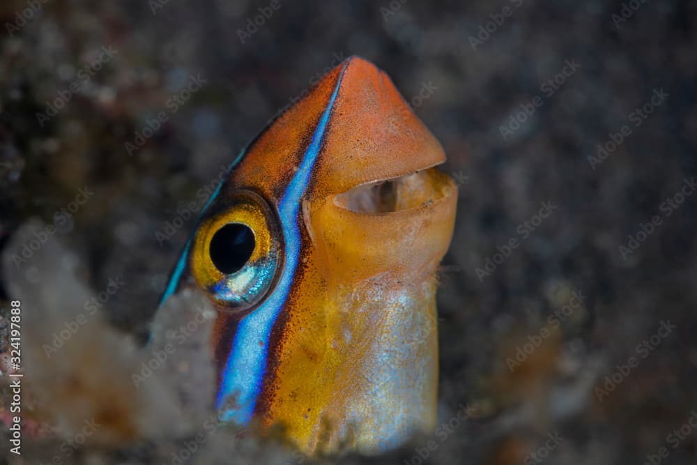 False cleanerfish (Aspidontus taeniatus). Underwater macro photography from Tulamben, Bali,  Indonesia