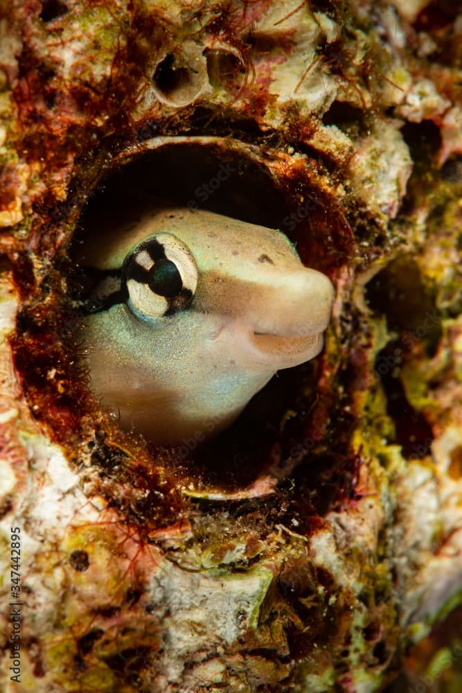 false cleanerfish fangblenny blenny fish