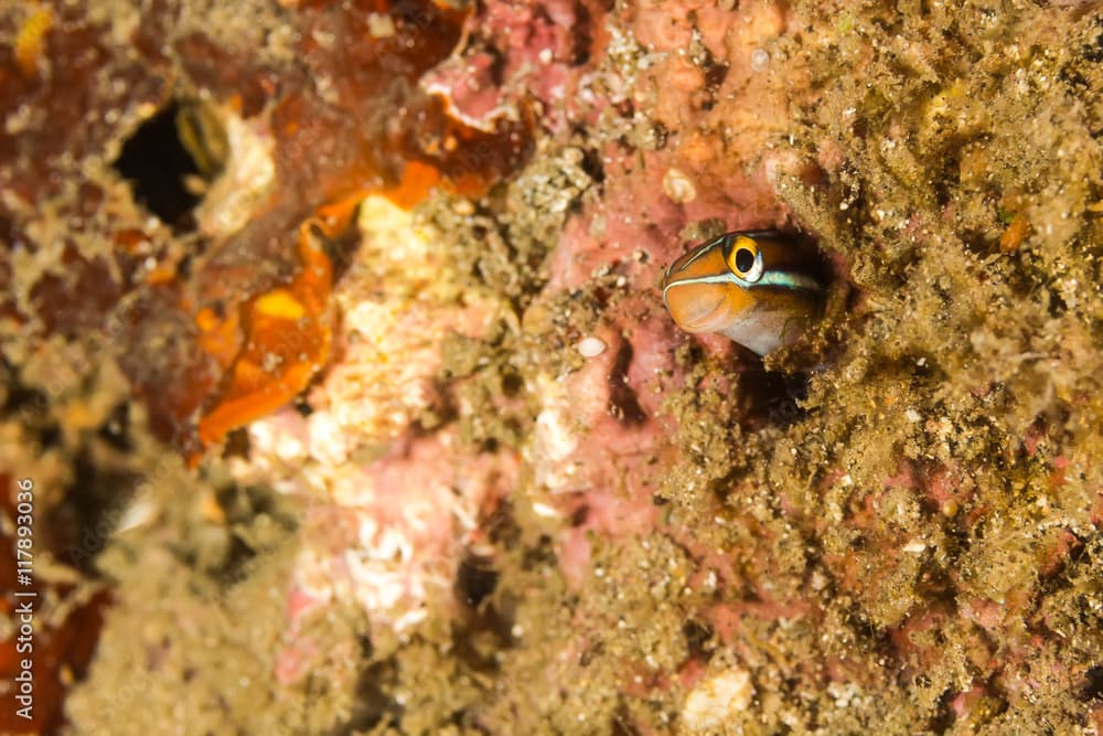 Sabre-toothed blenny Fish in the hidding place