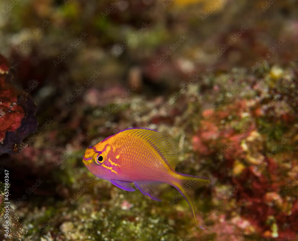 Hawkfish anthias Baby