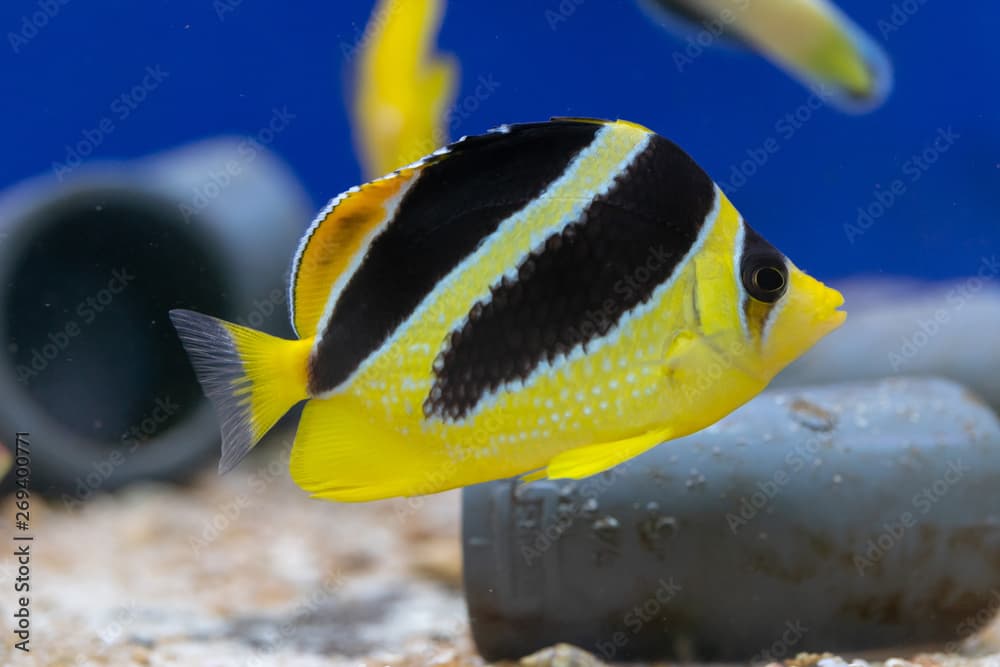 Mitratus Butterflyfish as known as Black and Yellow Butterflyfish or Indian Butterflyfish (Chaetodon mitratus) origin from Maldives