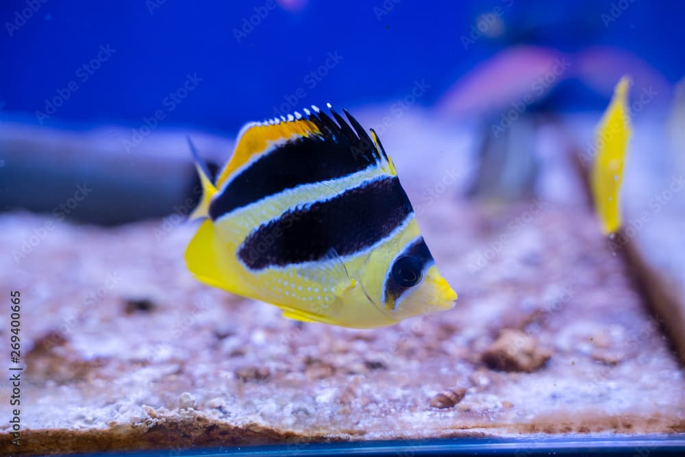 Mitratus Butterflyfish as known as Black and Yellow Butterflyfish or Indian Butterflyfish (Chaetodon mitratus) origin from Maldives