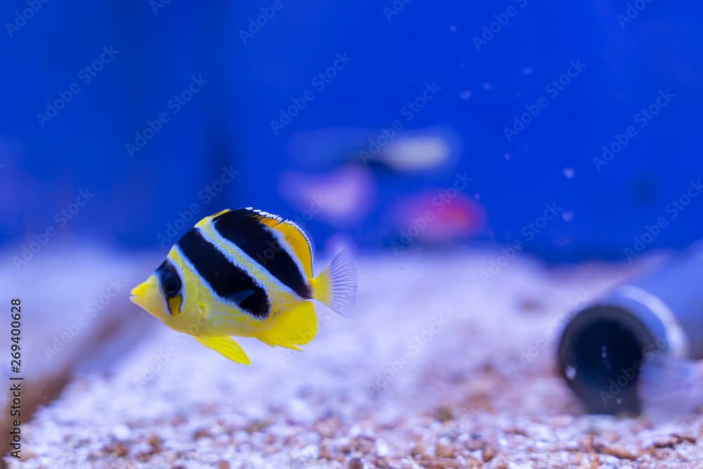 Mitratus Butterflyfish as known as Black and Yellow Butterflyfish or Indian Butterflyfish (Chaetodon mitratus) origin from Maldives