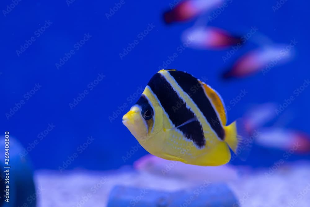 Mitratus Butterflyfish as known as Black and Yellow Butterflyfish or Indian Butterflyfish (Chaetodon mitratus) origin from Maldives