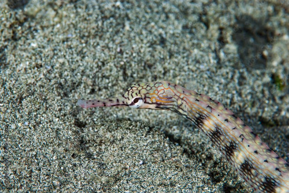 Messmate pipefish Corythoichthys intestinalis