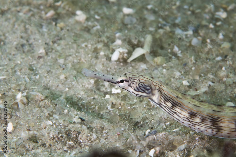 Close up of a Scribbled Pipefish (Corythoichthys) laying on the ocean floor.