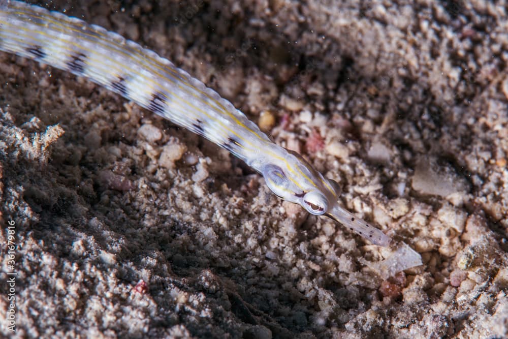 イシヨウジ・Scribbled pipefish、Corythoichthys intestinalis (Ramsay, 1881)。ミクロネシア連邦ヤップ島
