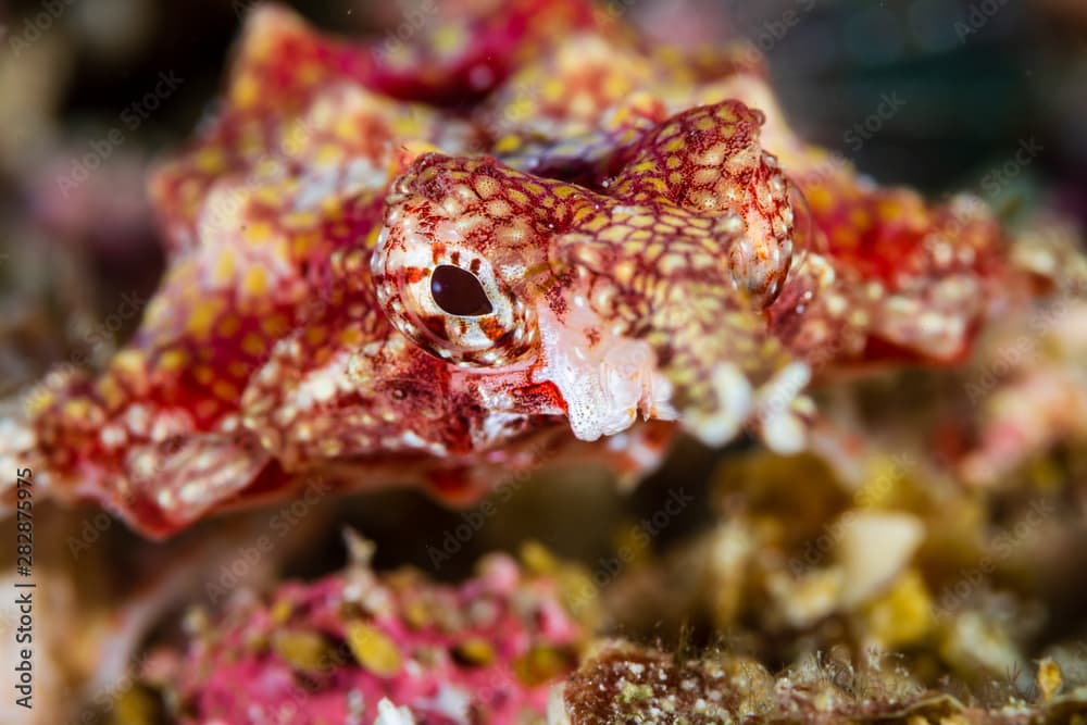 Unusual Longtail Seamoth on the Seabed of a Tropical Coral Reef