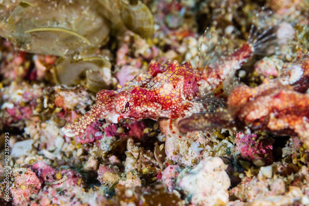 Unusual Longtail Seamoth on the Seabed of a Tropical Coral Reef