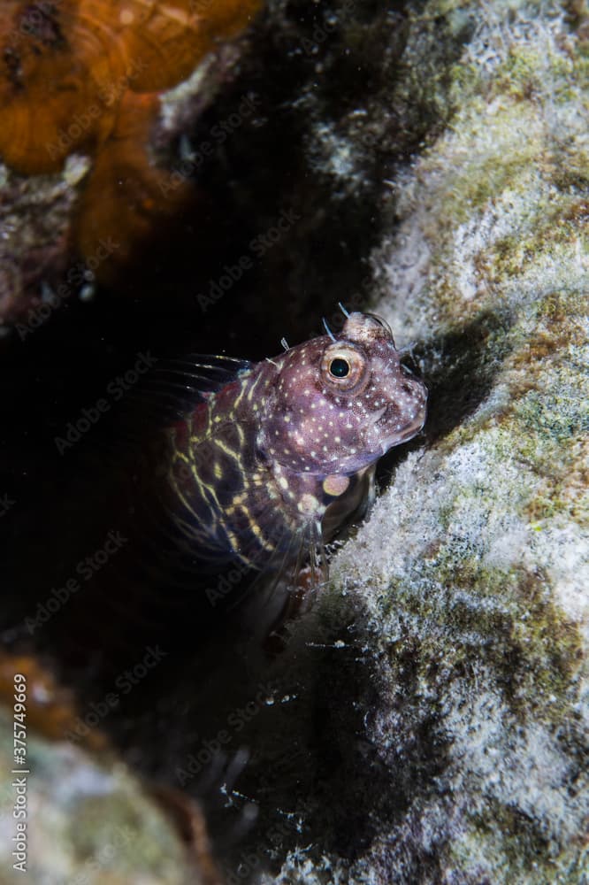 Segmented Sailfin Blenny