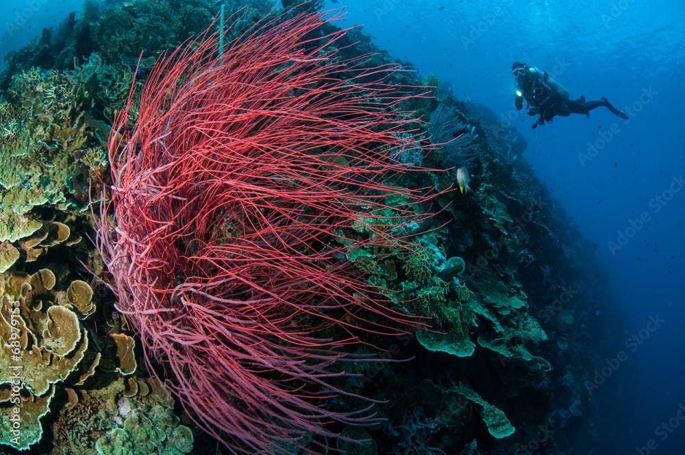 Sea whip Ellisella grandis in Gorontalo, Indonesia underwater