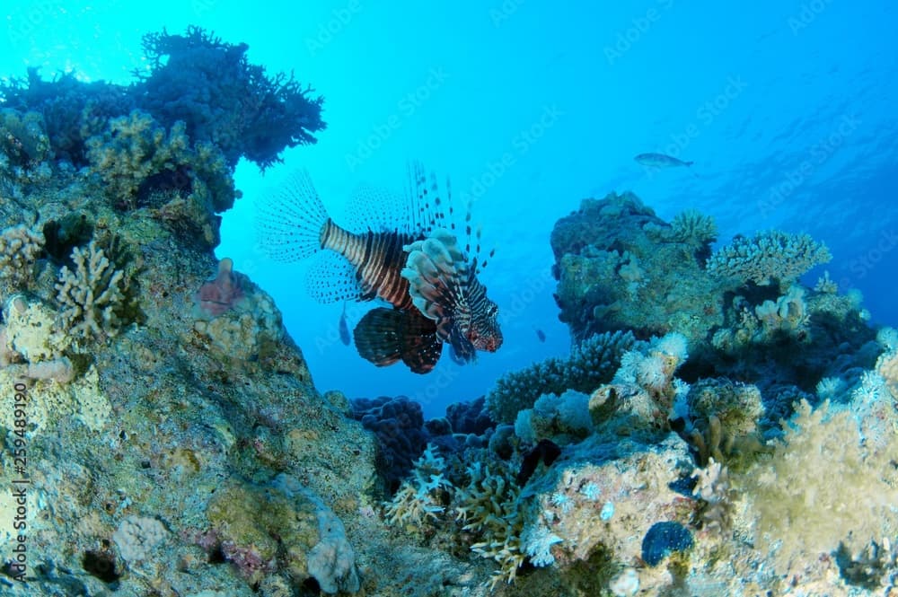 Common lionfish, ¬†Devil firefish, Soldier lionfish, Indian turkeyfish or Mile's fire fish (Pterois miles) is a coral reef, Red sea, Marsa Alam, Abu Dabab, Egypt, Africa