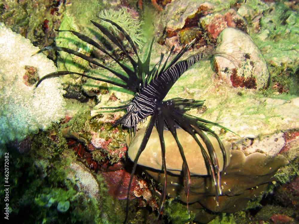 Russels Lionfish (Pterois Russelli) in the filipino sea April 30, 2009