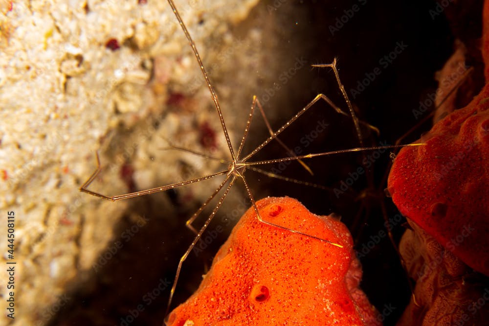 Spider Squat Lobster (Chirostylus dolichopus) at Santa Sofia II dive site in Sogod Bay, Southern Leyte, Philippines.  Underwater photography and travel.
