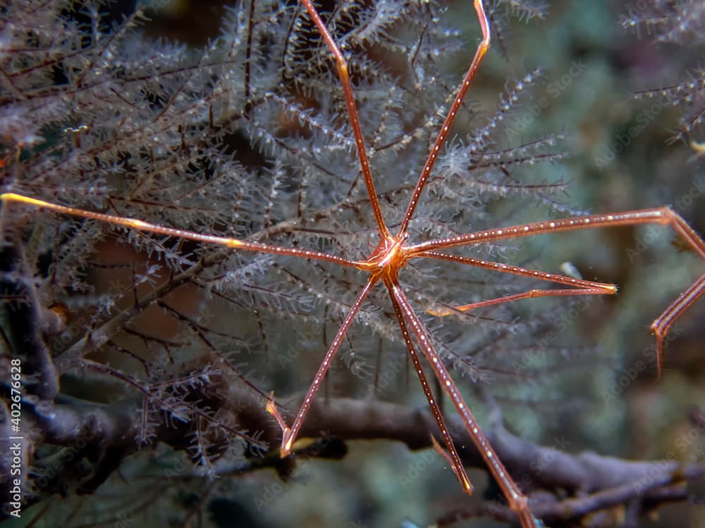 Spider Squat Lobster (Chirostylus dolichopus)