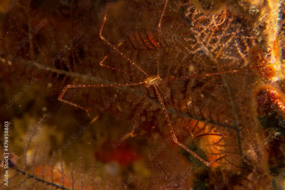 Spider Squat Lobster (Chirostylus dolichopus) in Sogod Bay near Padre Burgos, Southern Leyte, Philippines.  Underwater photography and travel.