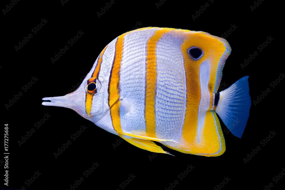 Isolated copperband butterflyfish 